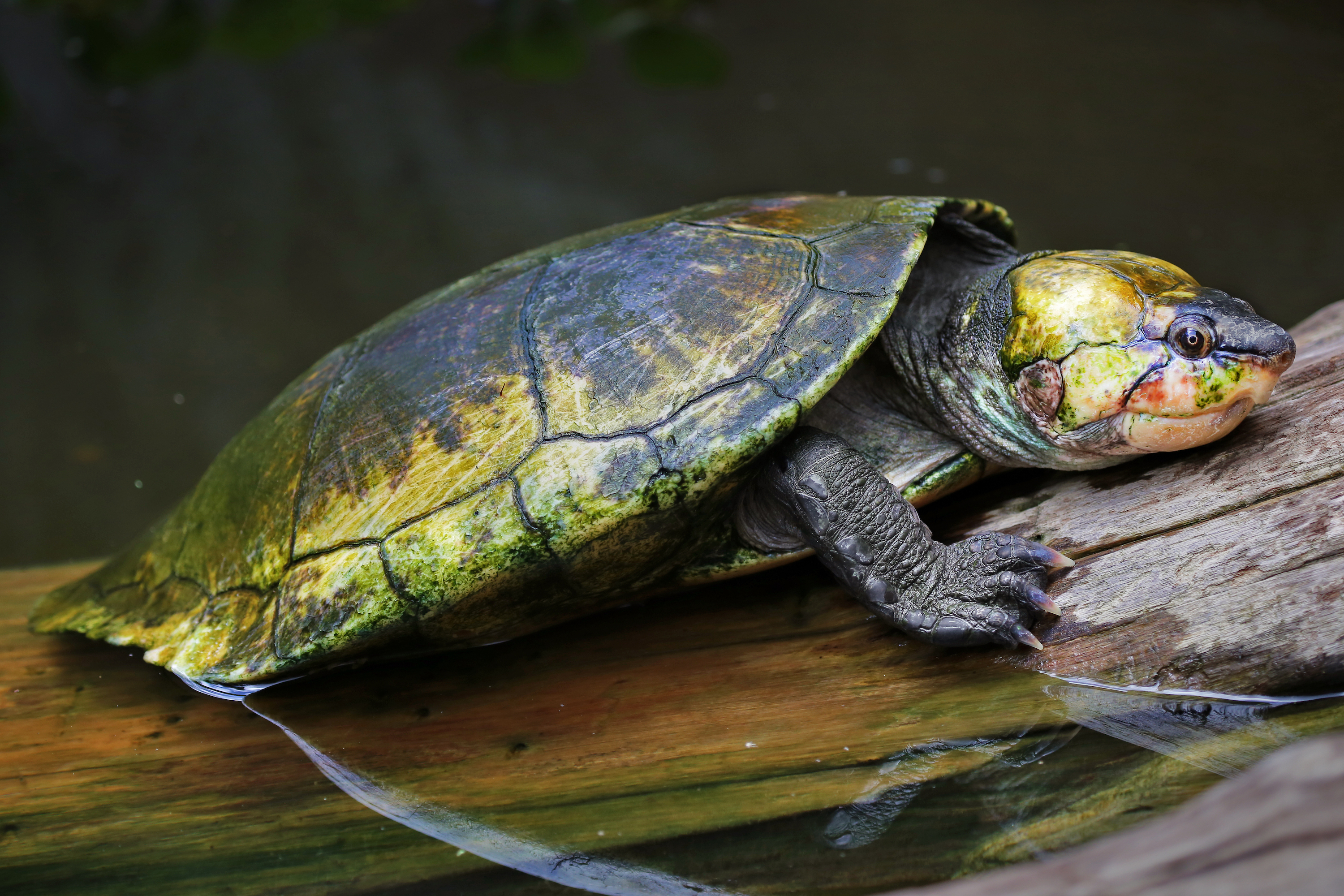Madagascar Big-headed Turtle sits on a log in the river