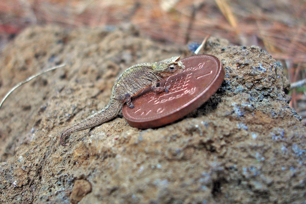 Minute leaf chameleon stands on a penny