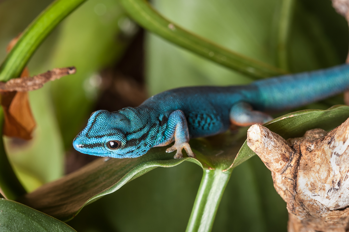 Williams’ dwarf gecko lays on a leaf