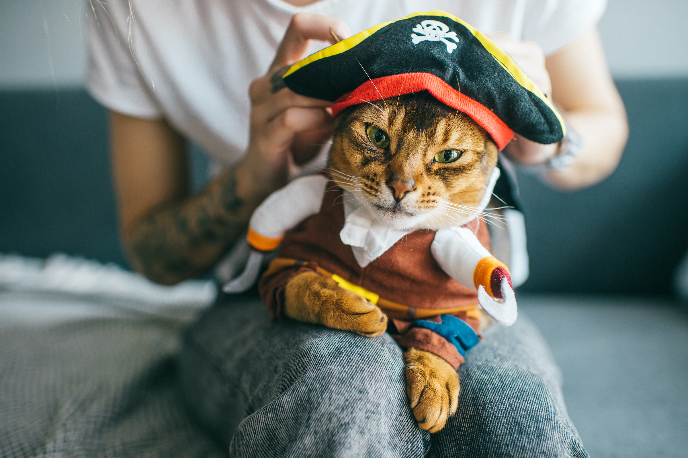 A cat in a pirate costume sits on someone's lap