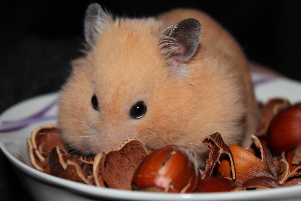 Hamster sits in a bowl eating nuts