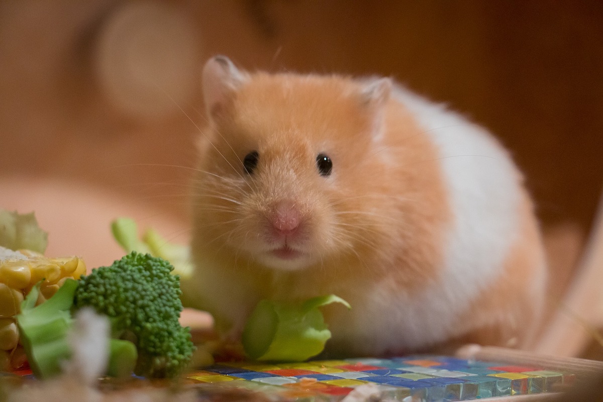 Hamster eats broccoli while looking at camera