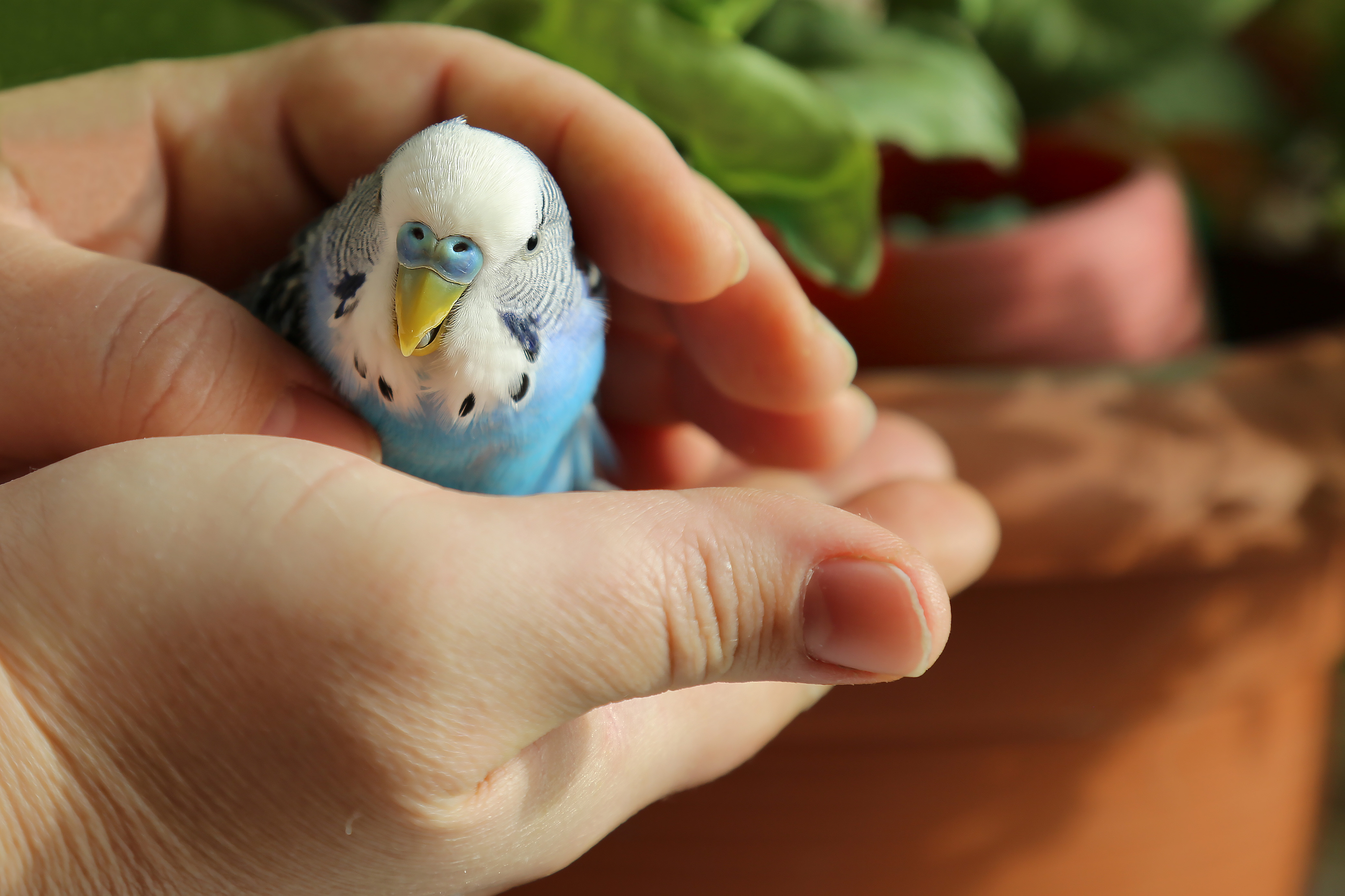 A pair of hands holds onto a blue budgie