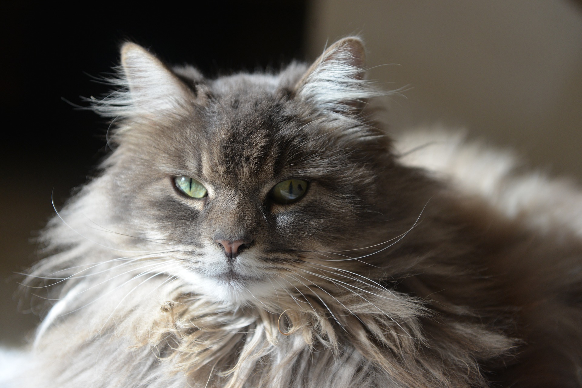 Gray longhair cat sitting indoors in a sunny spot