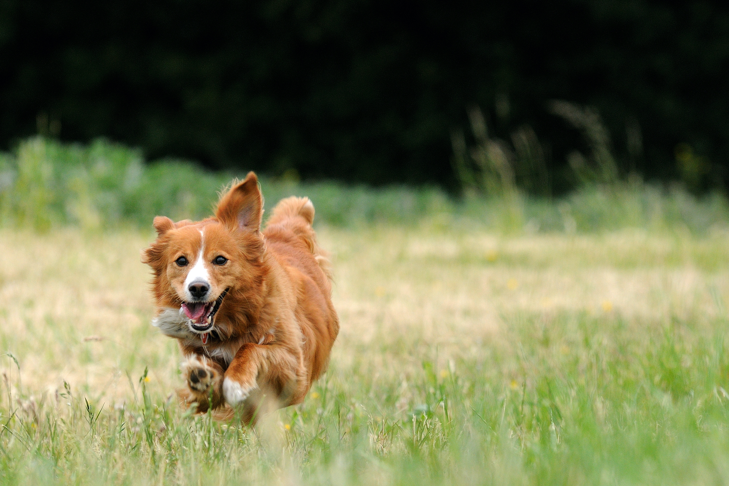 A dog runs through a field of tall grass