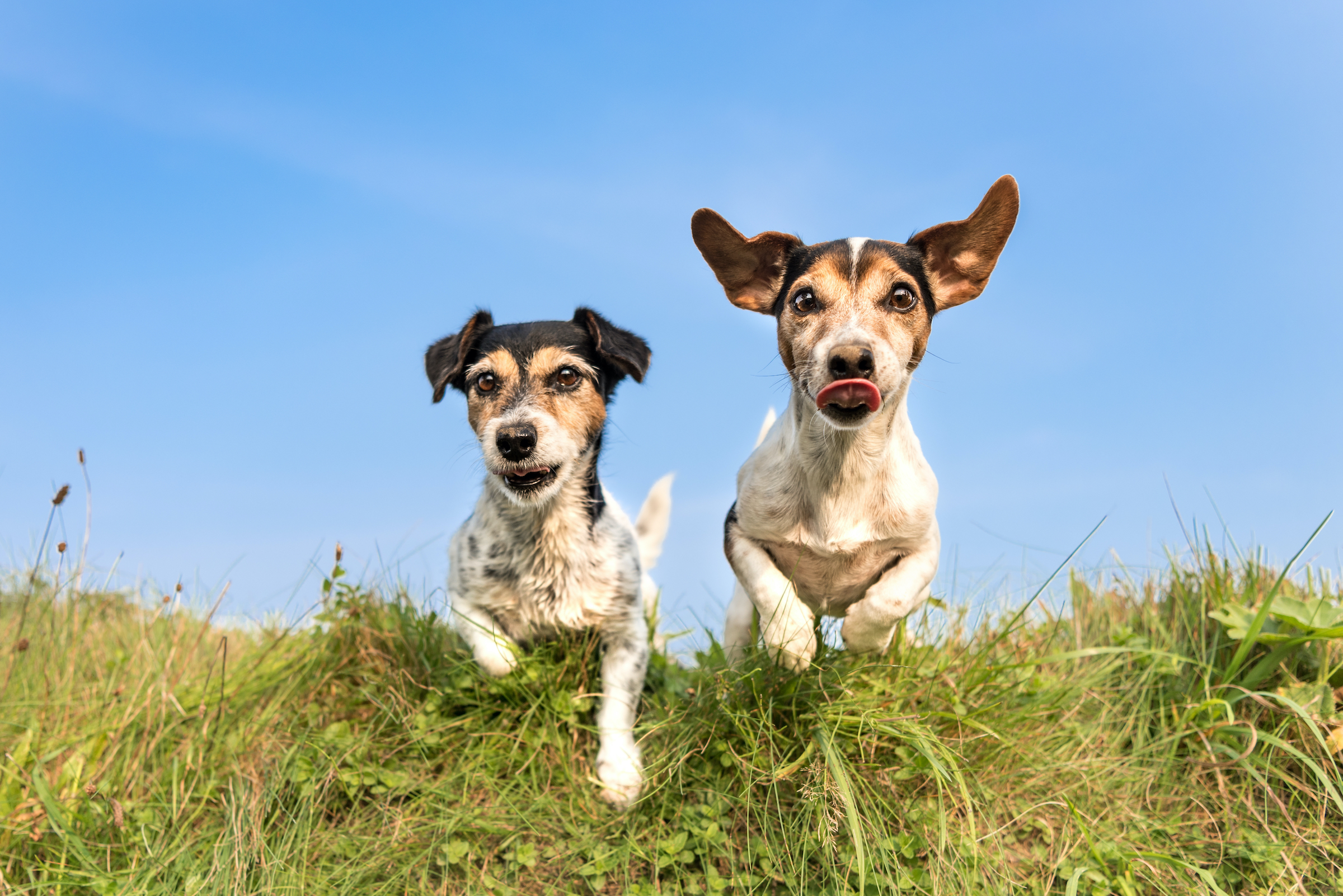 Two dogs run and hop over a field of grass
