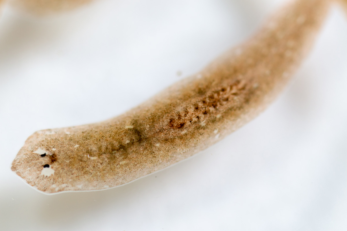 Planarian flatworm.