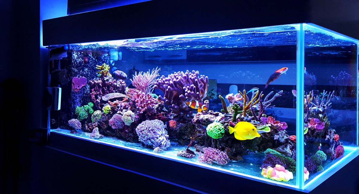 A reef fish tank.