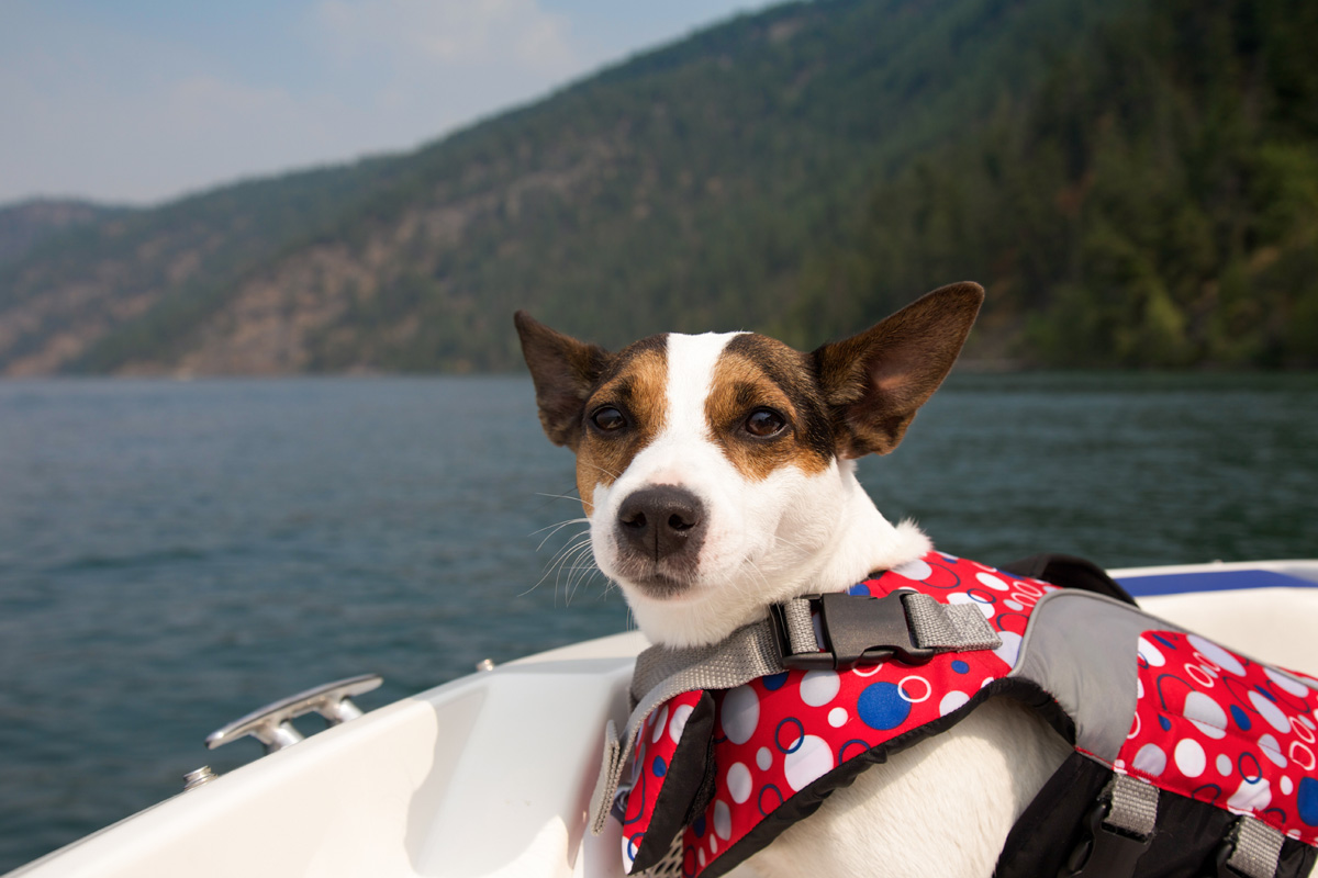 Jack russell terrier enjoying a boat ride.