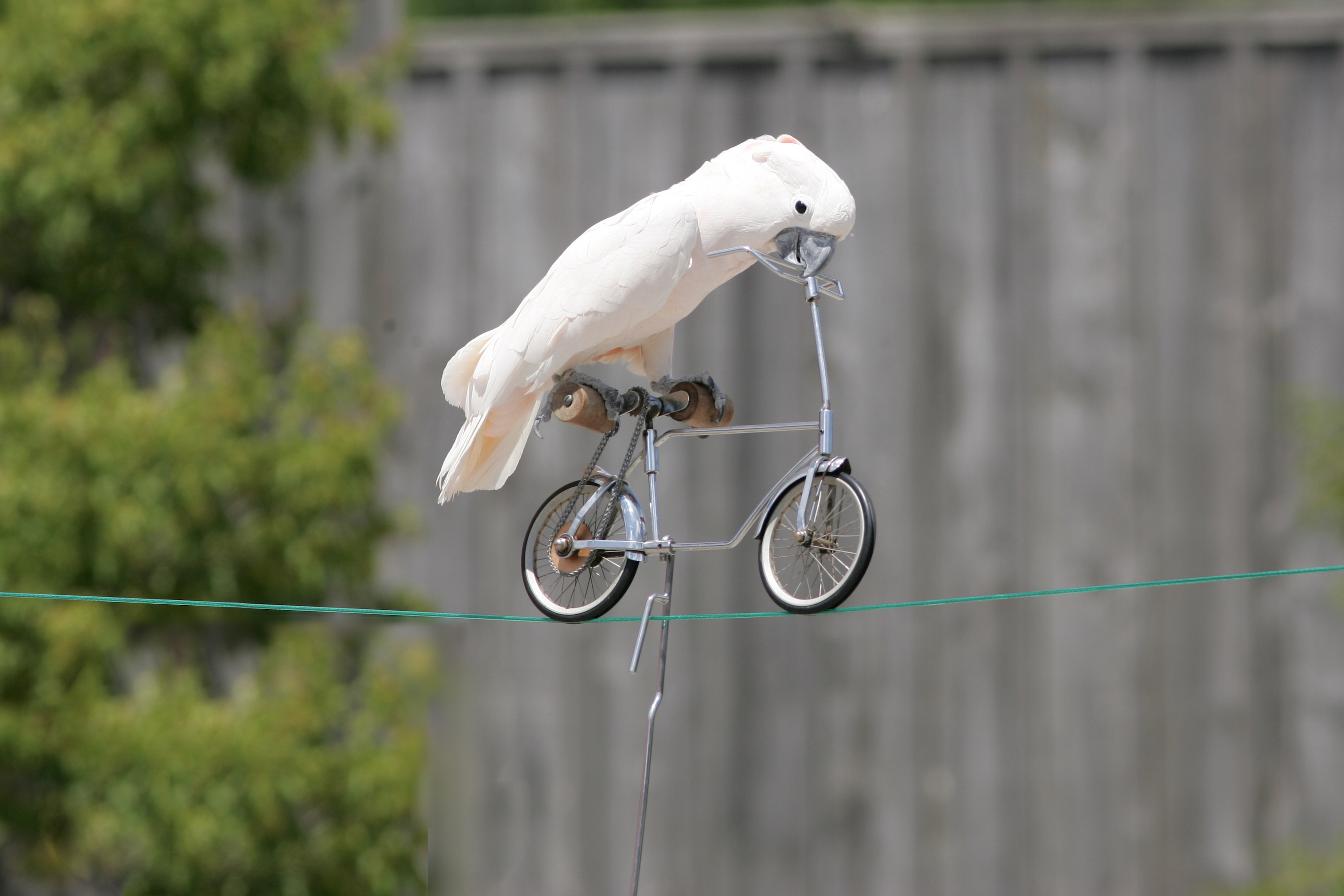 Bird rides a bike on a clothes line