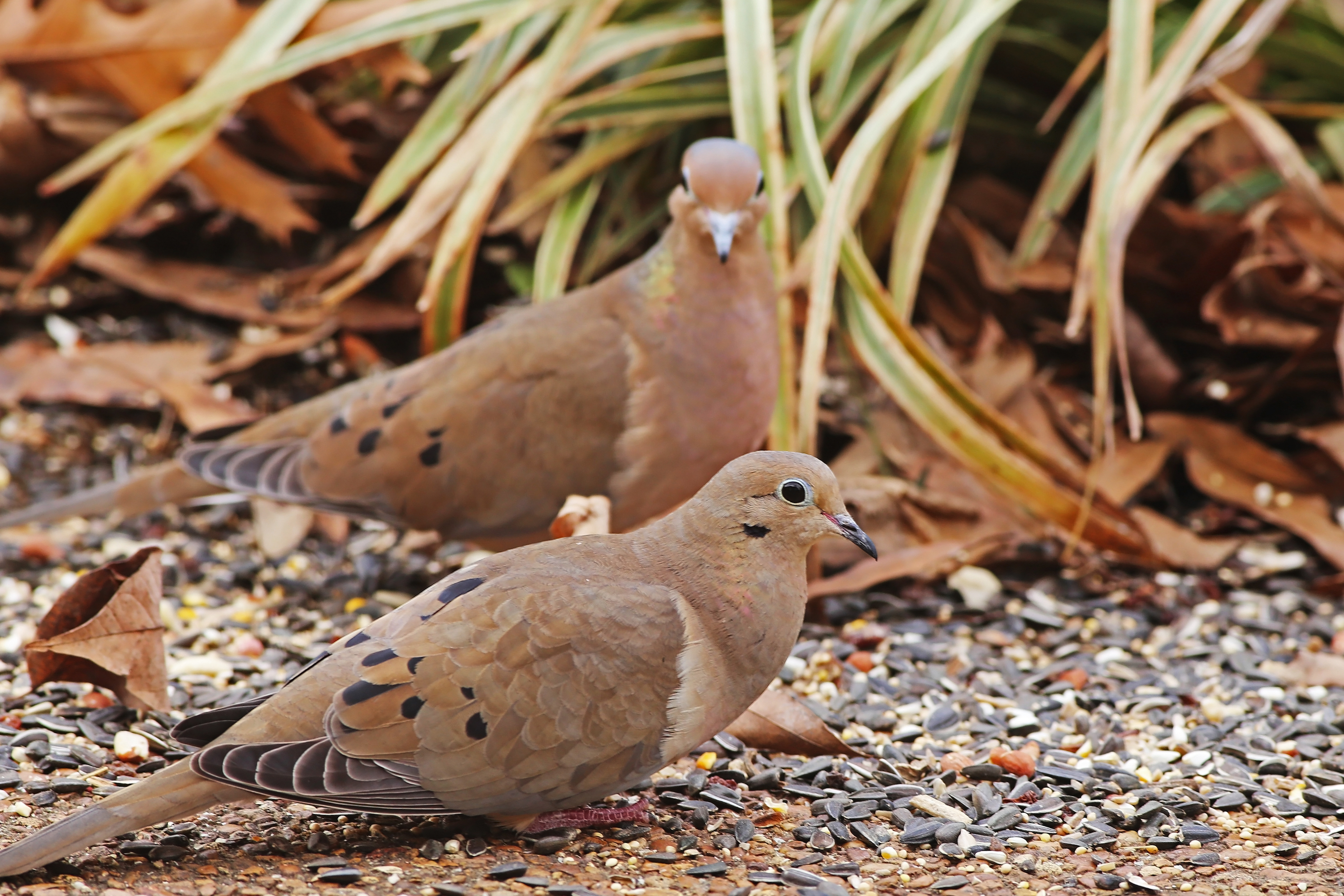 Doves eat seed off of the ground