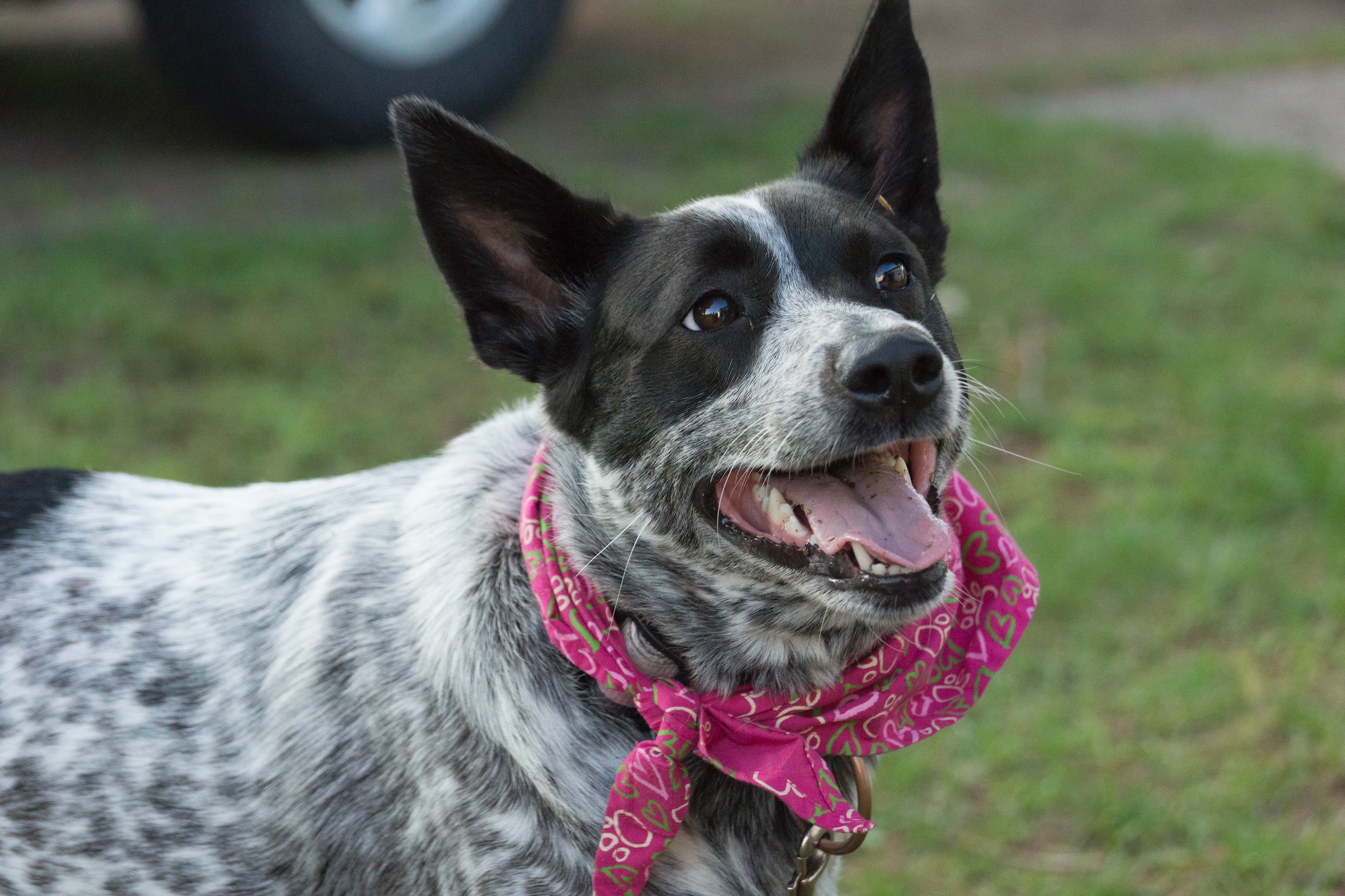 an Australian Cattle Dog wearing a pink bandana stands on the grass