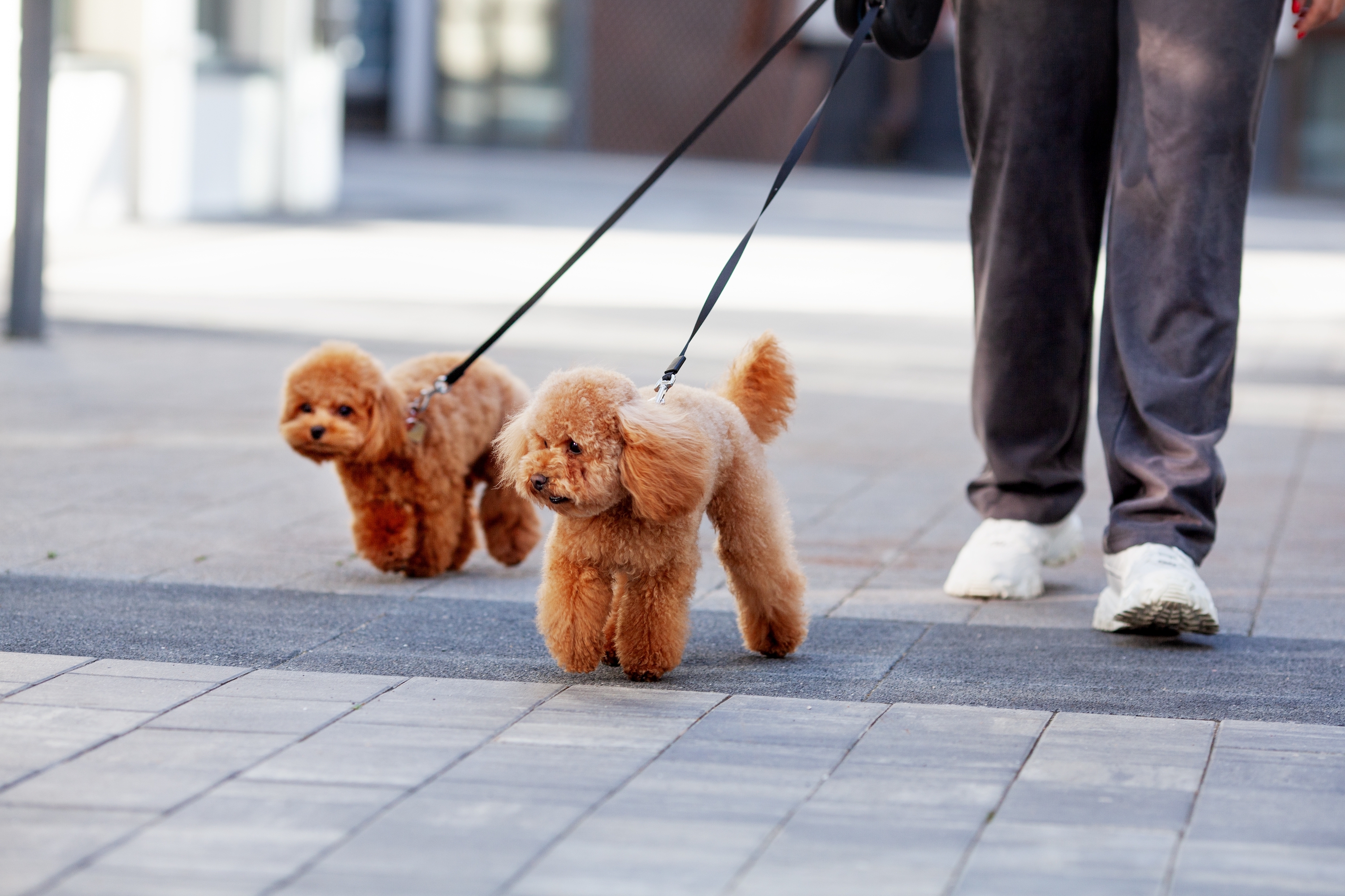 Two apricot toy poodles walk on leash outdoors