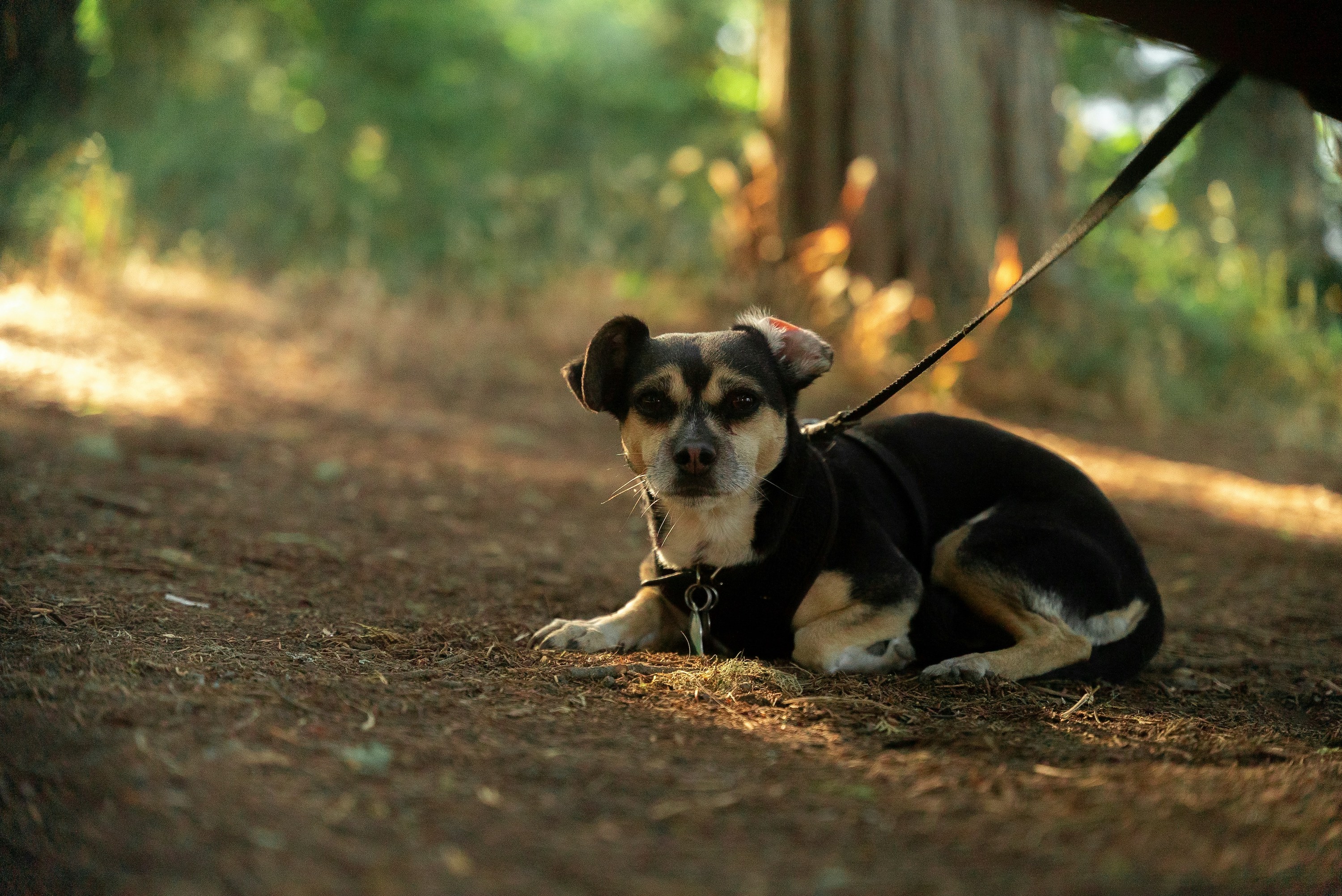 A Chihuahua mix dog lying outside on leash