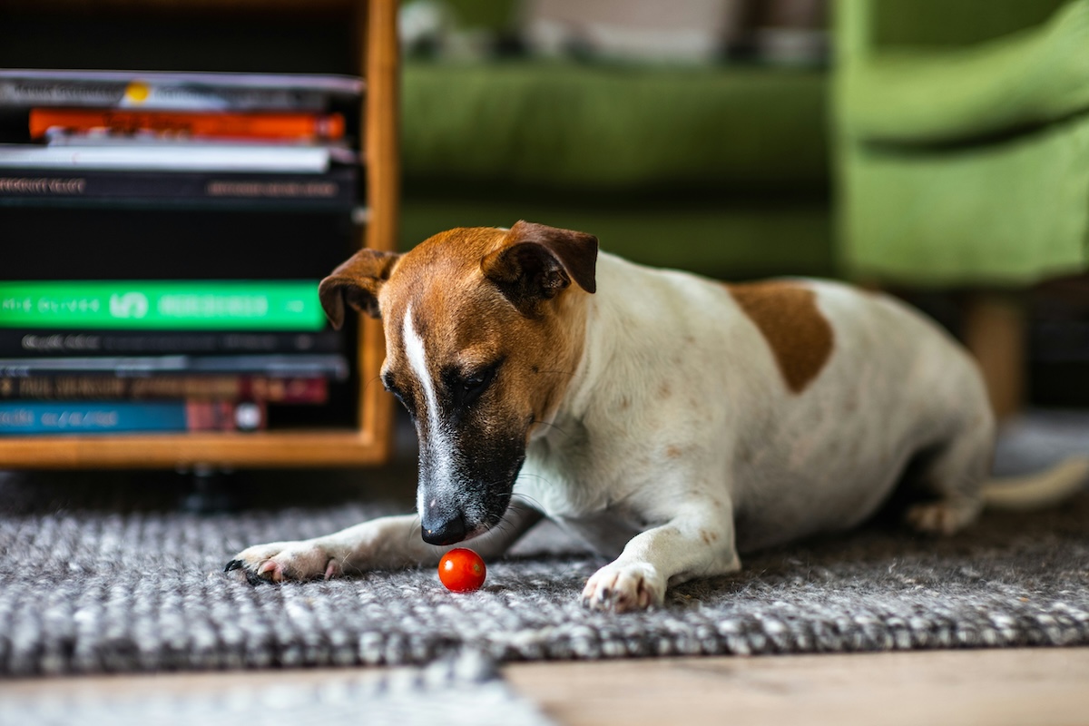 A dog stares at a tomato on the floor
