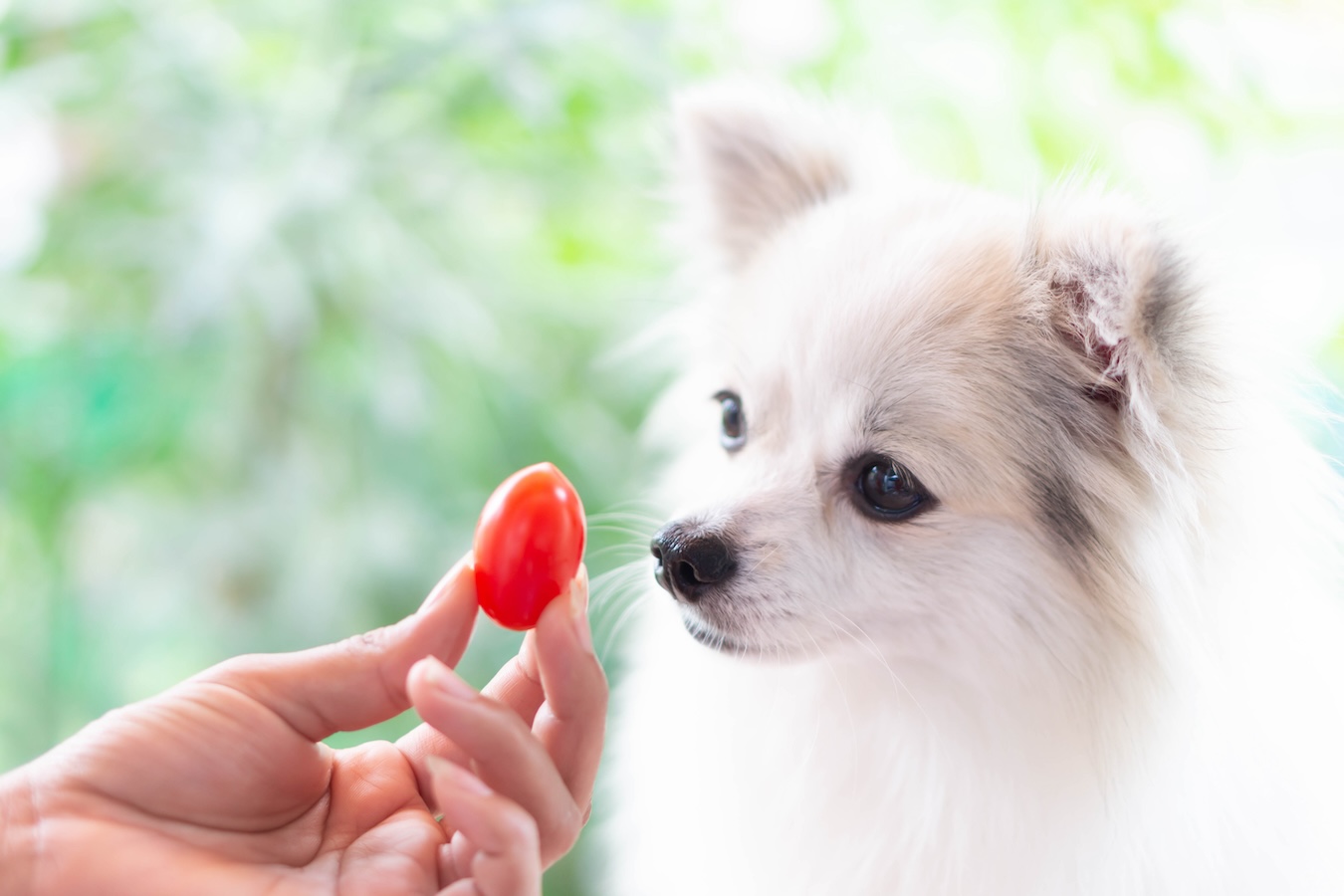 Pomeranian looking at a cherry tomato in person's hand