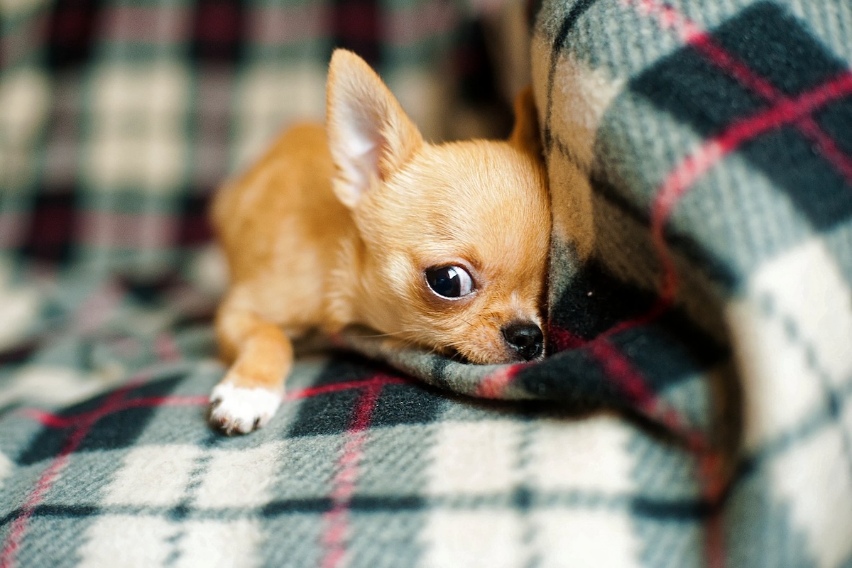 A teacup Chihuahua lies on a blanket