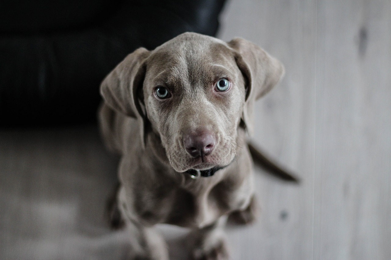A Weimaraner puppy with blue eyes sits