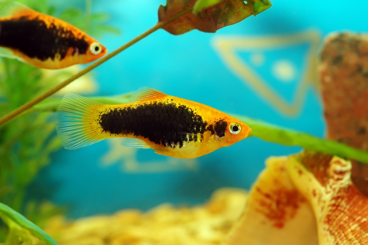 Two platy fish swimming in a tank with plants
