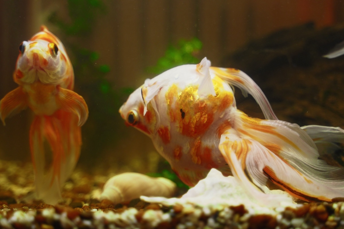 Sick goldfish swims upside down in aquarium