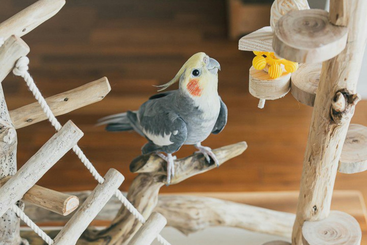 A pet bird playing with wooden toys