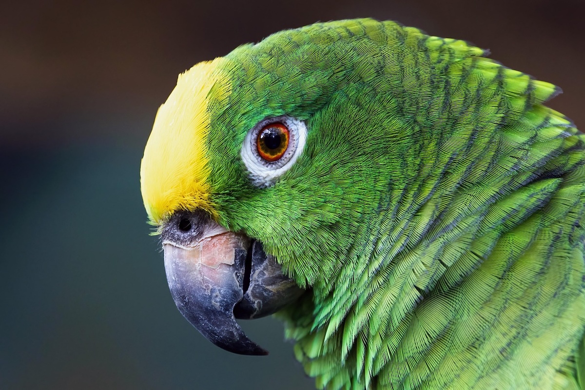 An amazon parrot stares at the camera