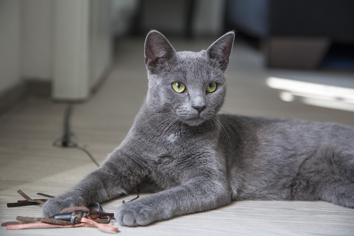 Gray cat with green eyes