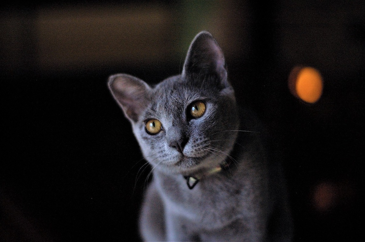 gray cat names russian blue yellow eyes