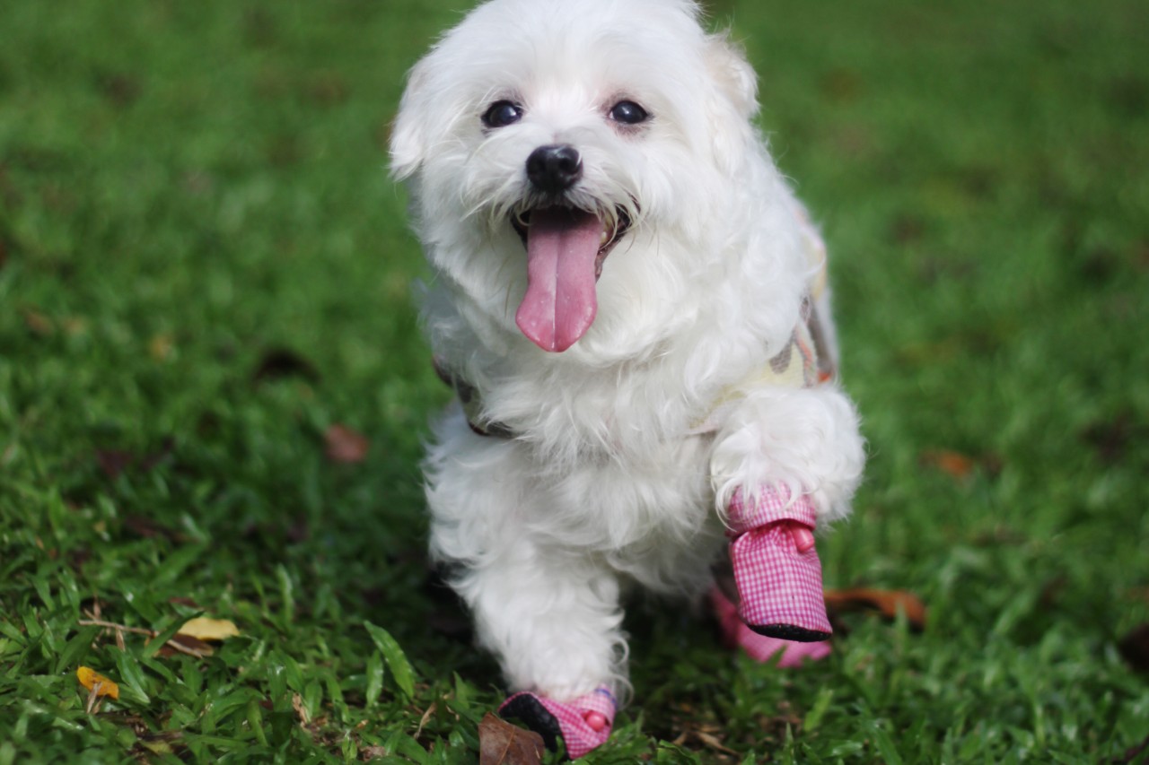 White dog with pink booties walking in park