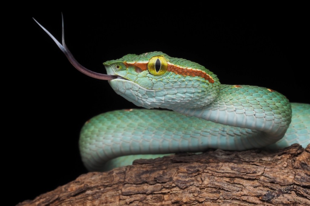 Gyvatė ant šakos brūkšteli liežuviu