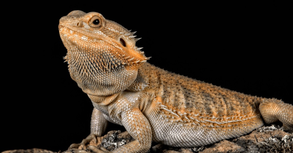 Should You Get a Lizard or Snake as a Pet? | PawTracks