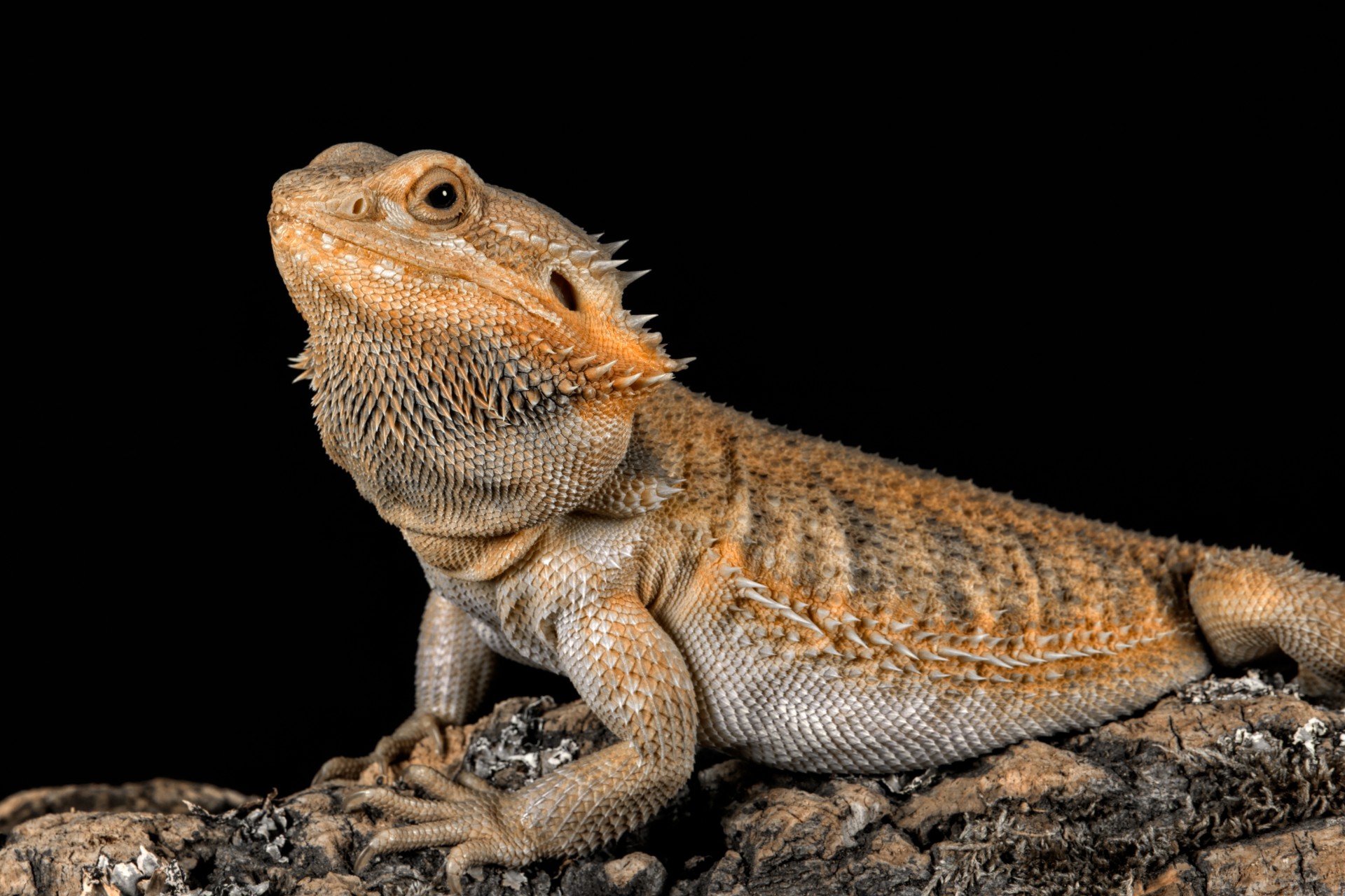 Bearded dragon on a rock