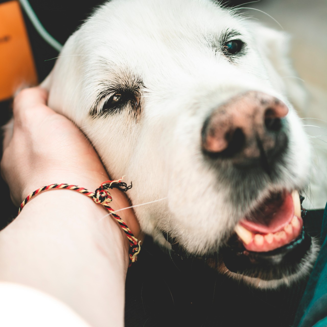 Big white dog being petted