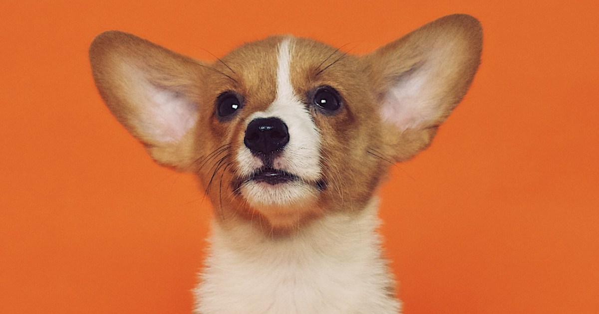 These Are The Reasons Why Your Dog's Ears Smell PawTracks