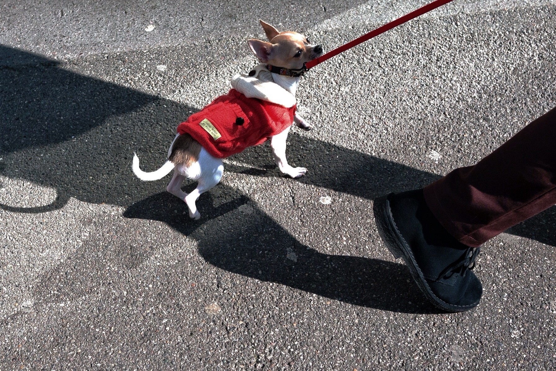 Chihuahua walking on sidewalk with owner