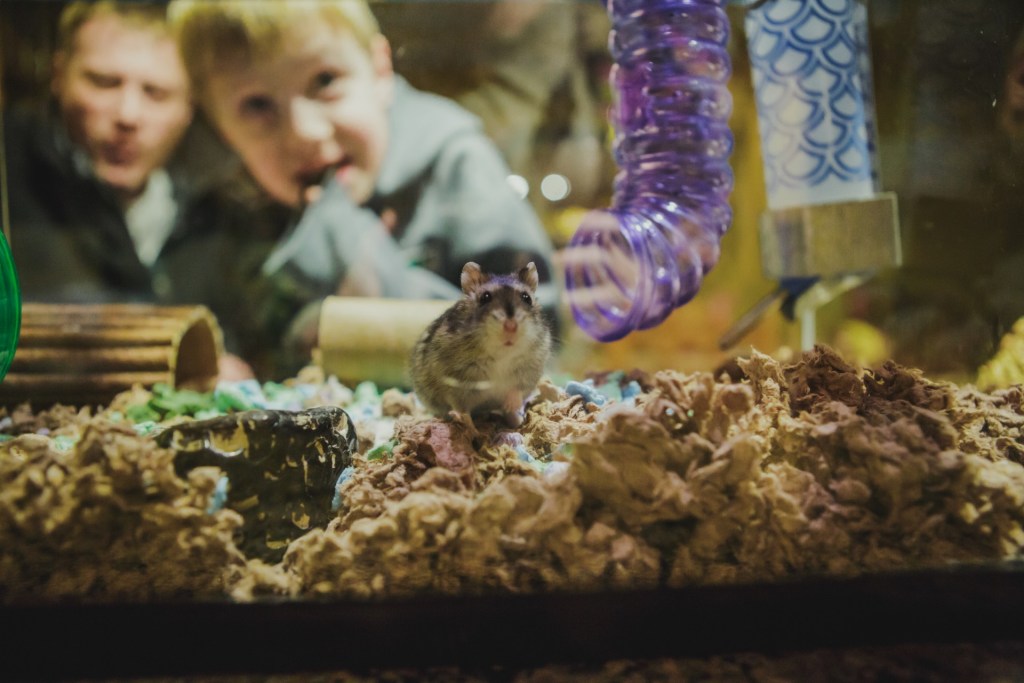 Child watches hamster in glass box