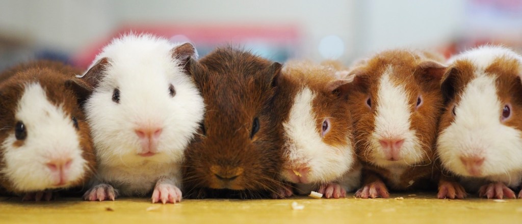 Jūrų kiaulyčių grupė