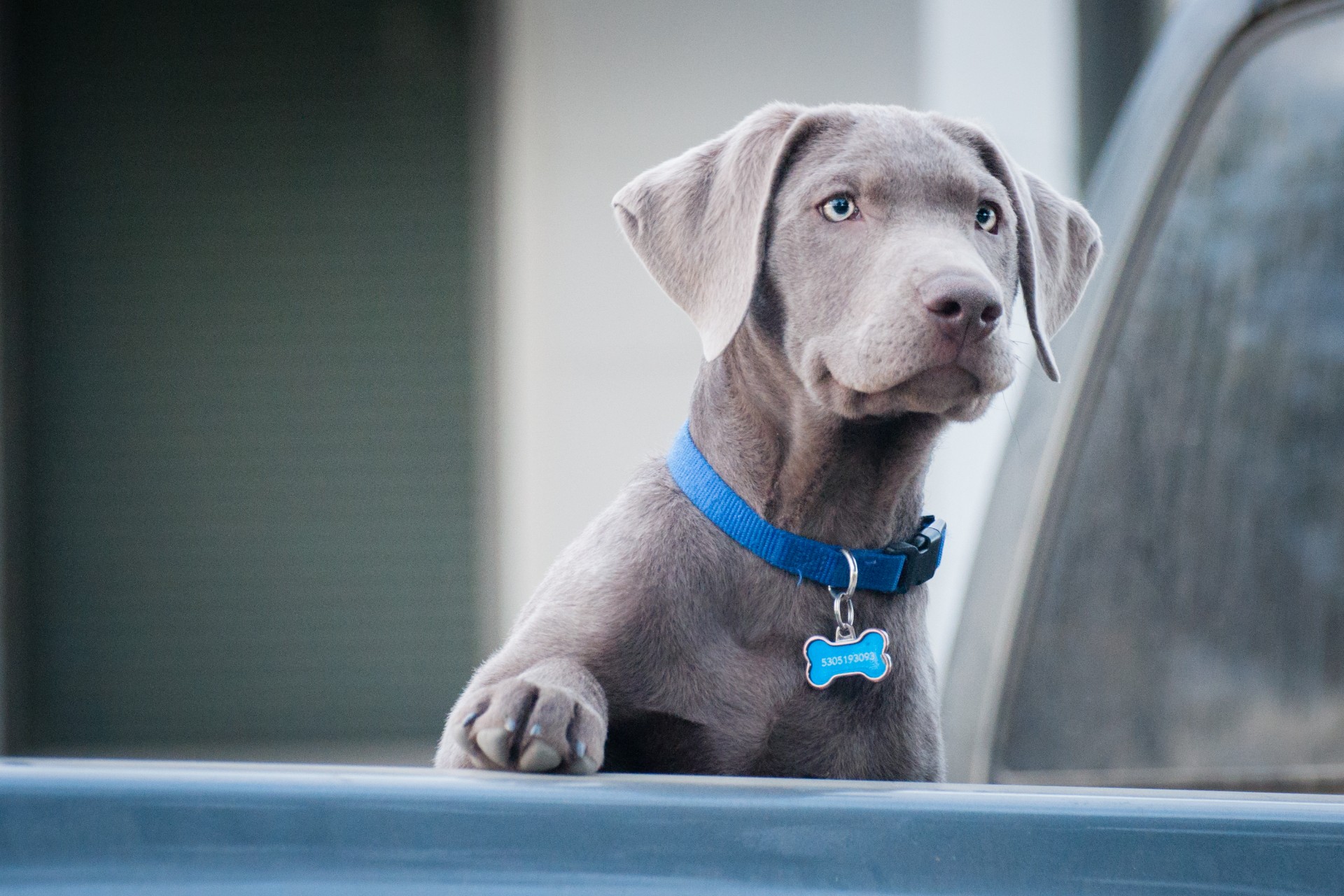 Labrador retriever with blue collar