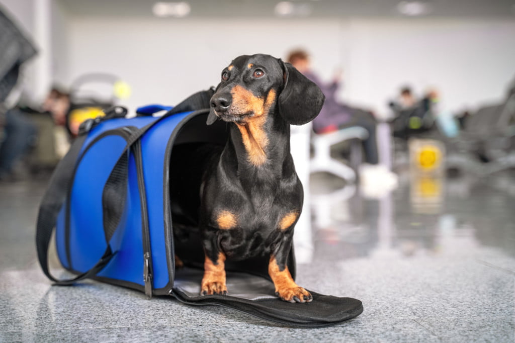 A dog steps out of his carrier in the airport