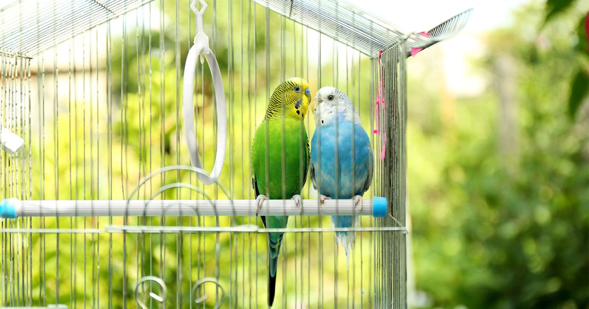 How to Choose the Right Pet for You PawTracks