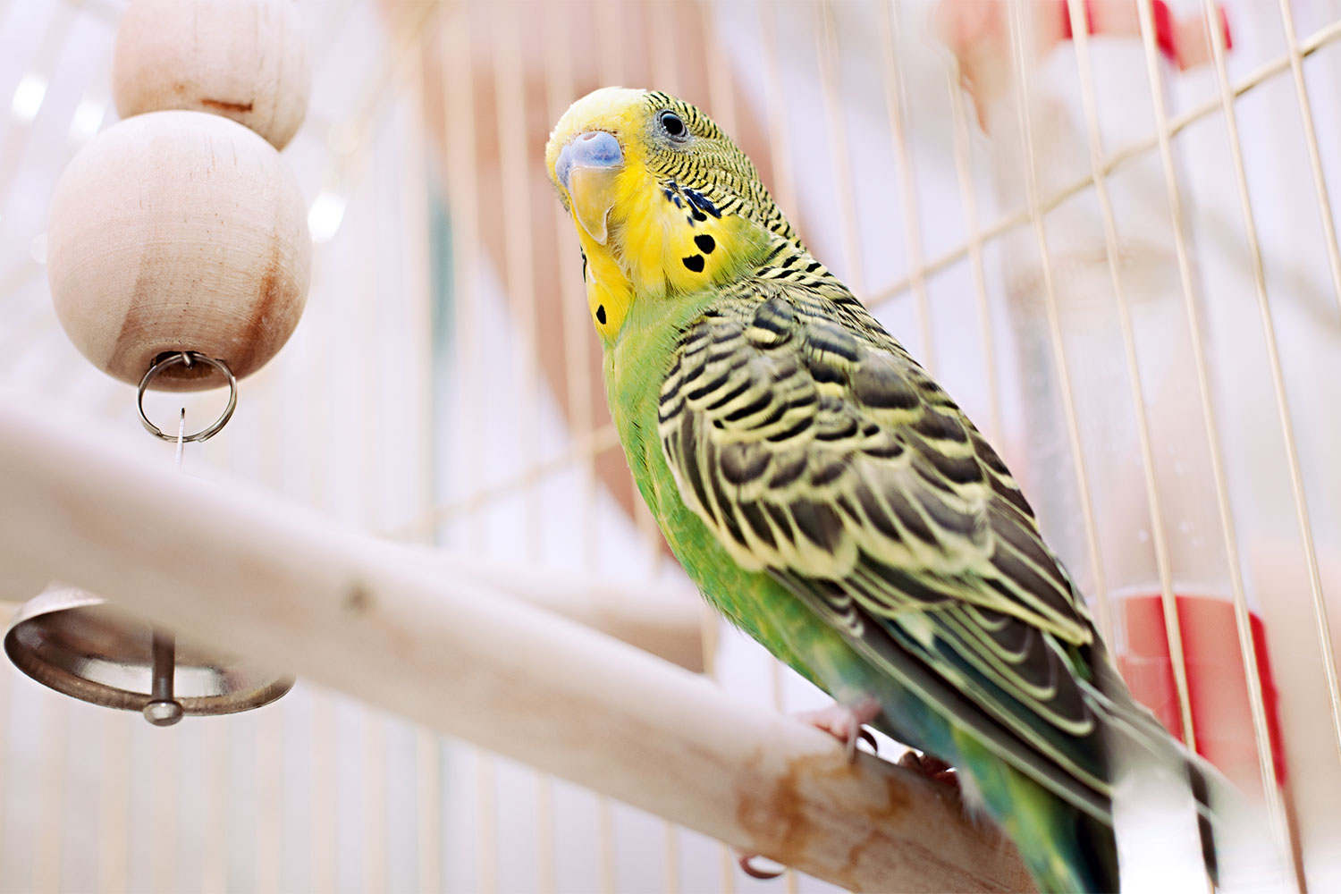 A bird in his cage on a perch