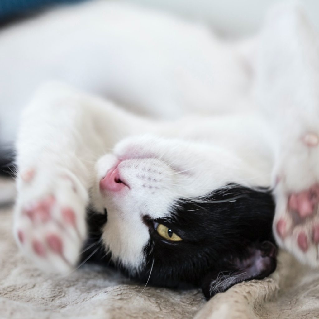 black and white cat playfully upside down