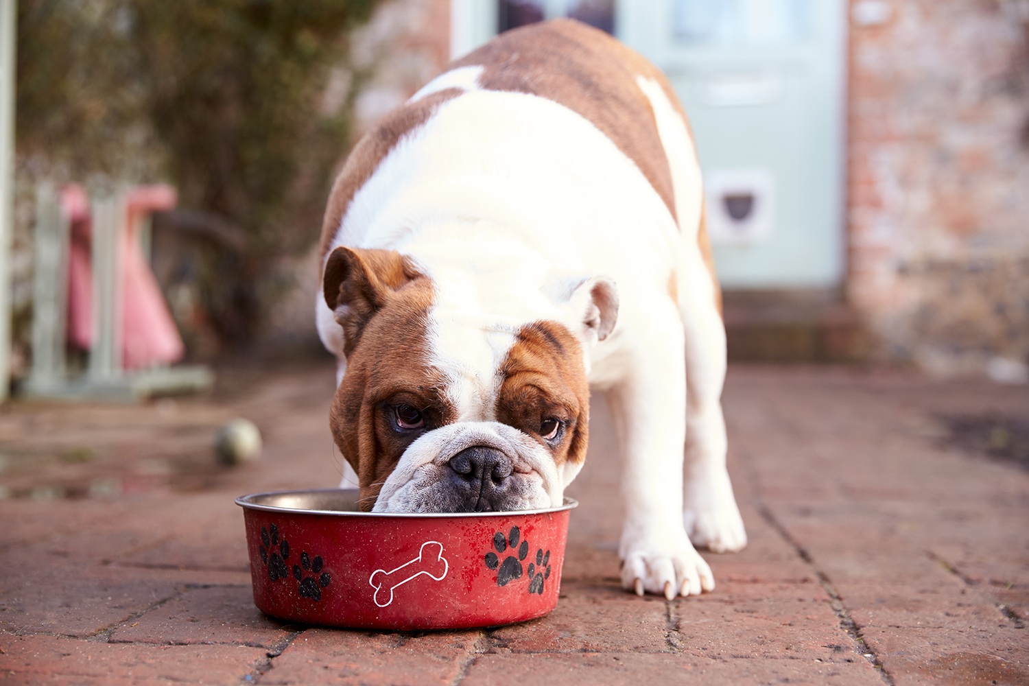 Can You Freeze Canned Dog Food Once Opened? 2