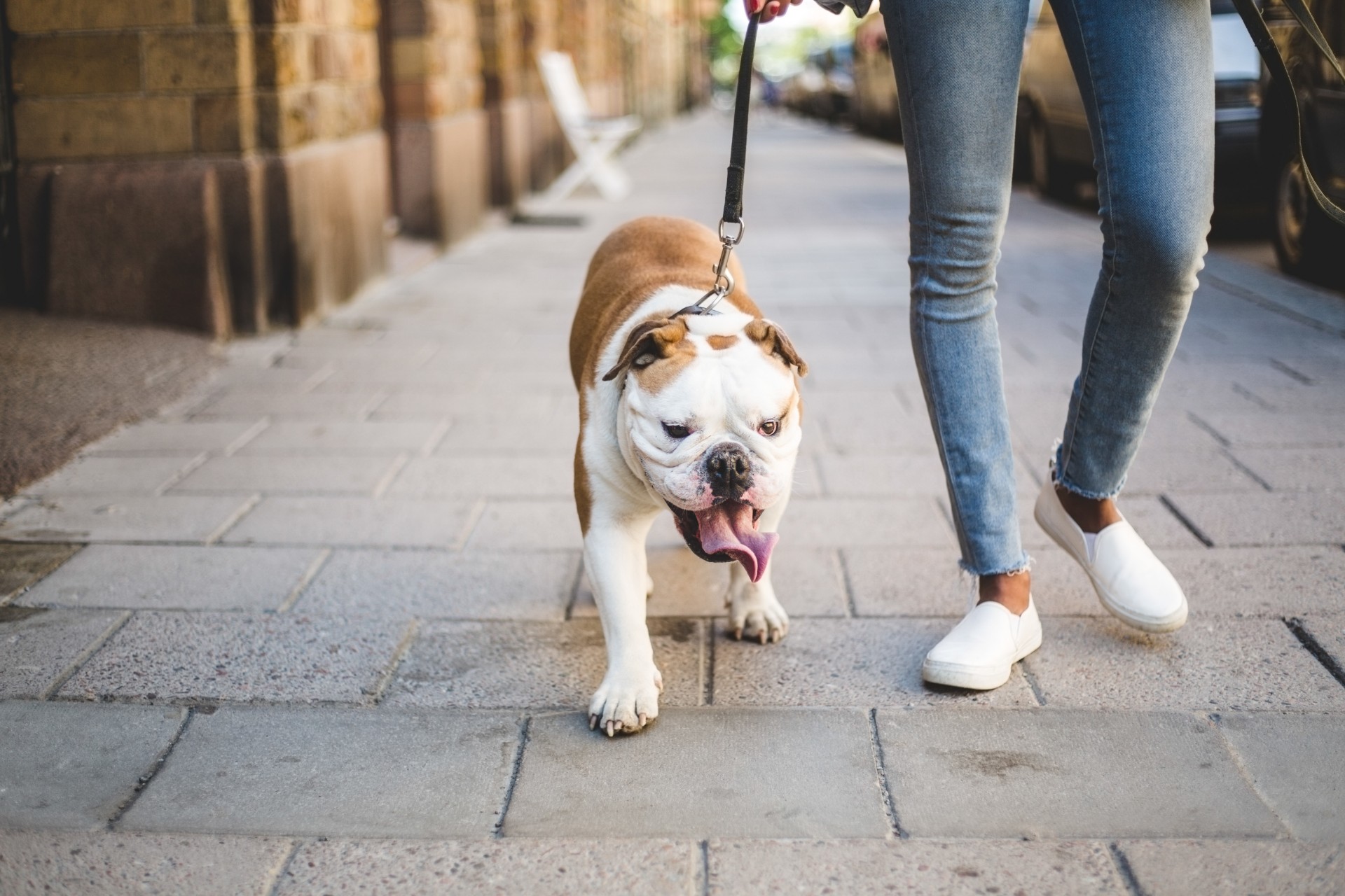 Bulldog being walked on city sidewalk