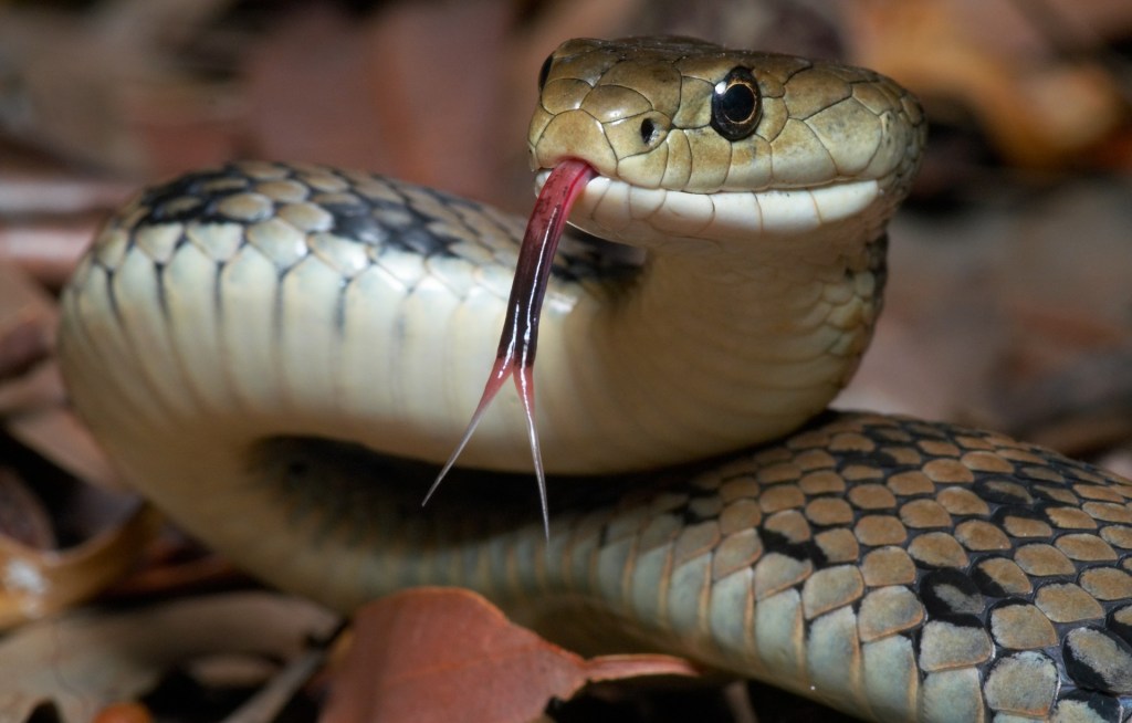 Gyvatė brūkšteli liežuviu