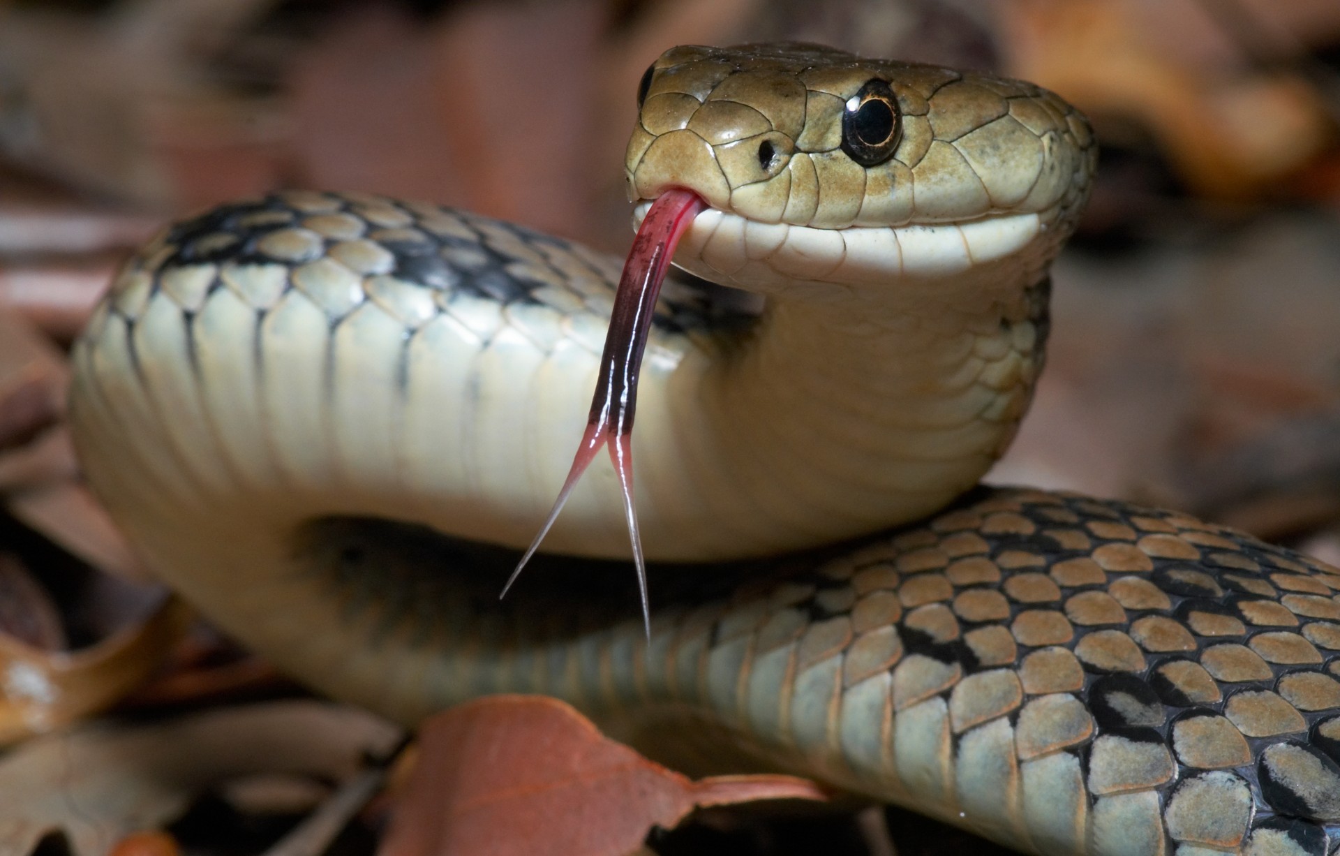 Snake flicking its tongue