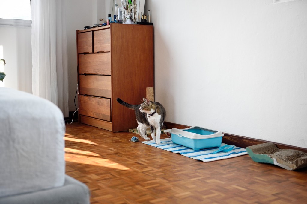 Katė išeina iš kraiko dėžės