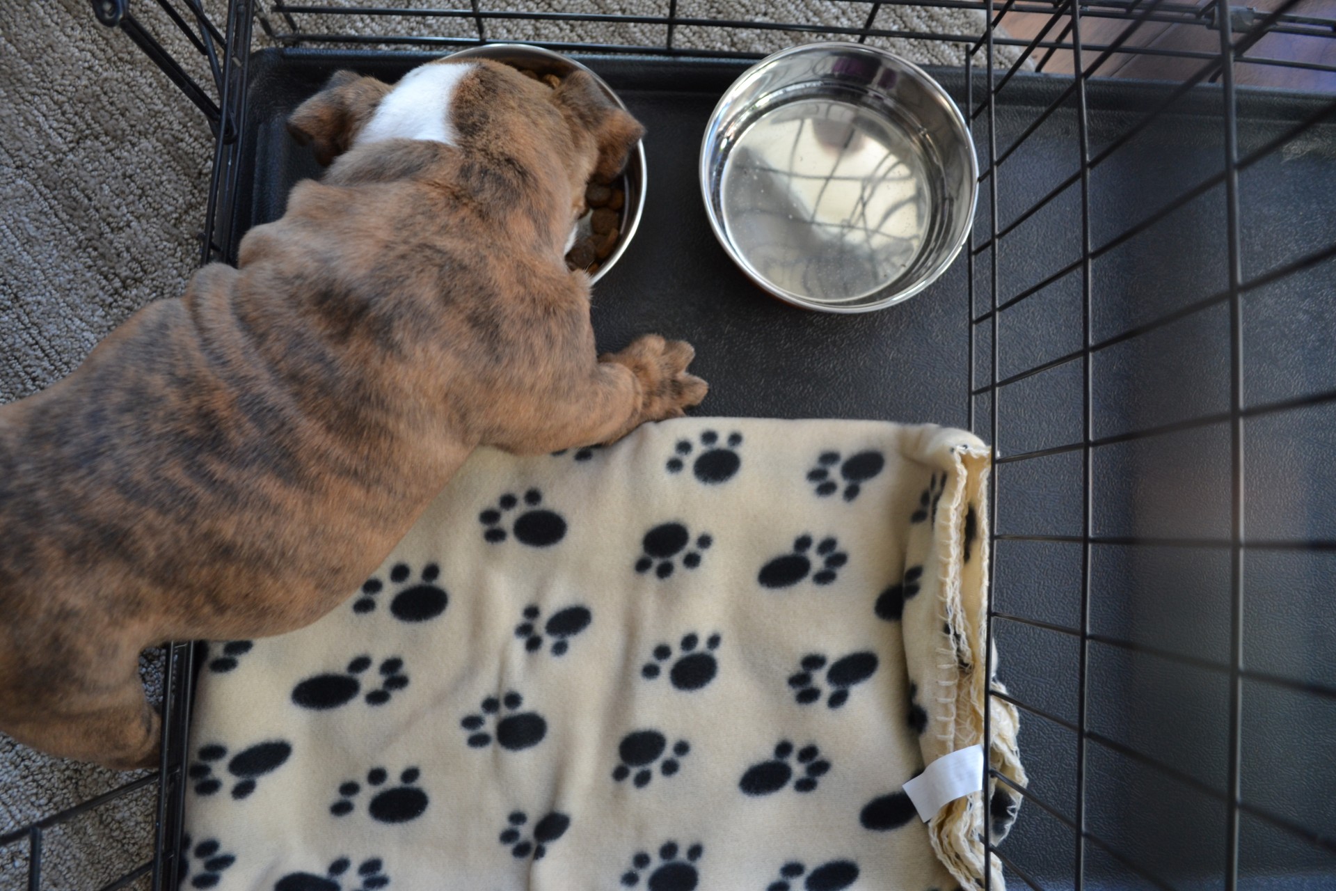 Bulldog eating from bowl in metal crate