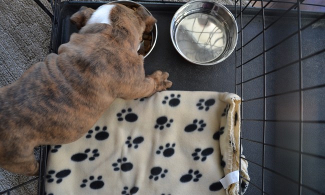 Bulldog eating from bowl in metal crate