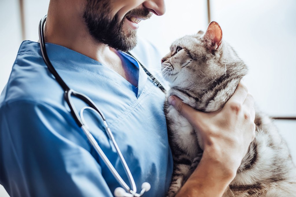 cat and vet